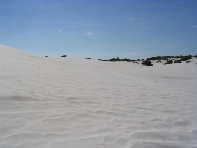 Wide white dunefield under blue sky with low scrub on the horizon